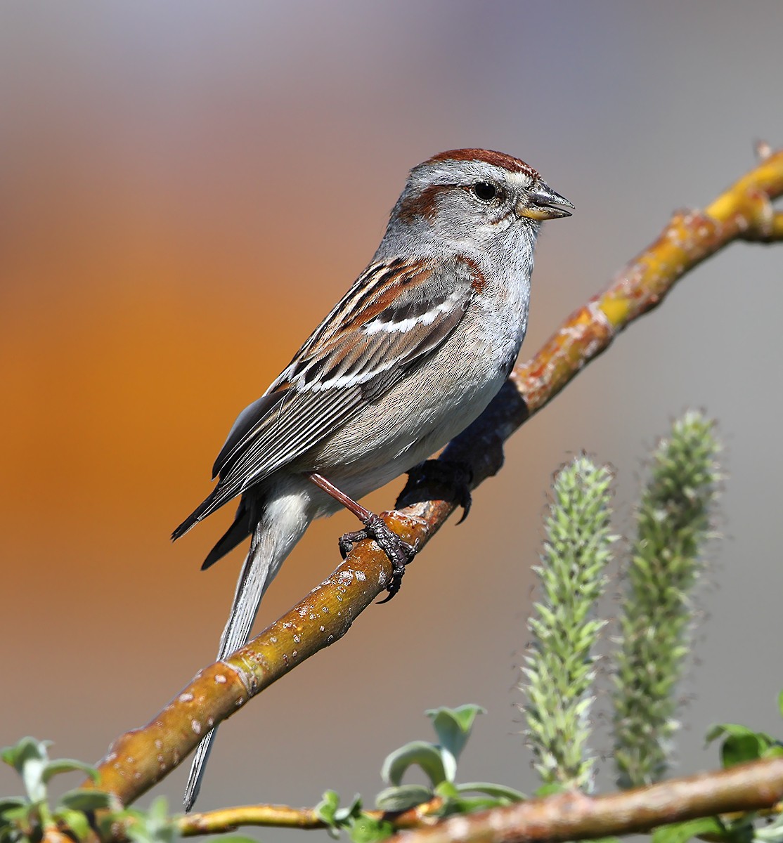 American Tree Sparrow - AUDEVARD Aurélien