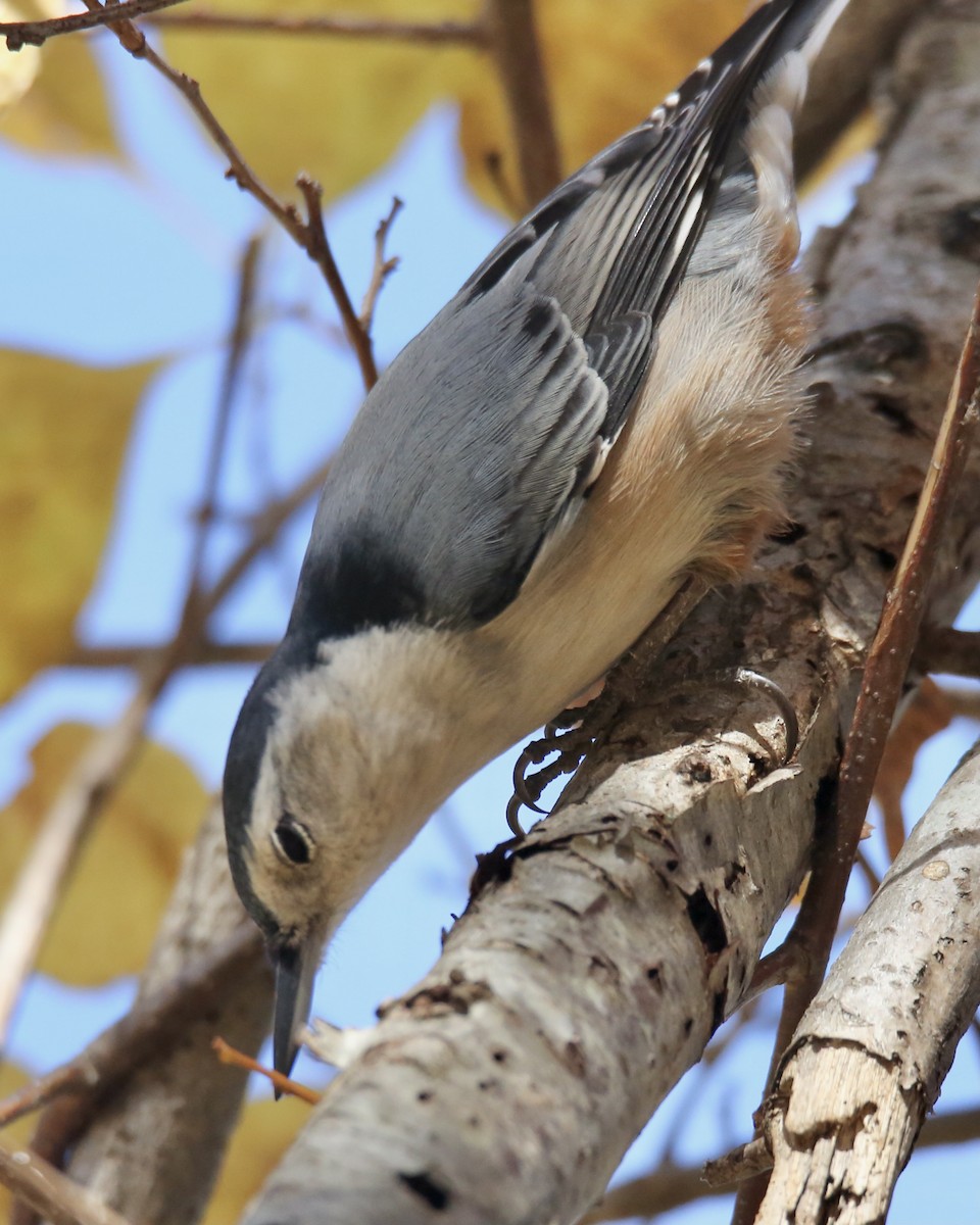 White-breasted Nuthatch - Betsy Staples