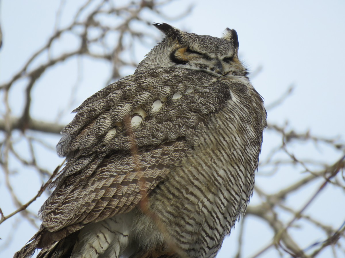 Great Horned Owl - ML499747621