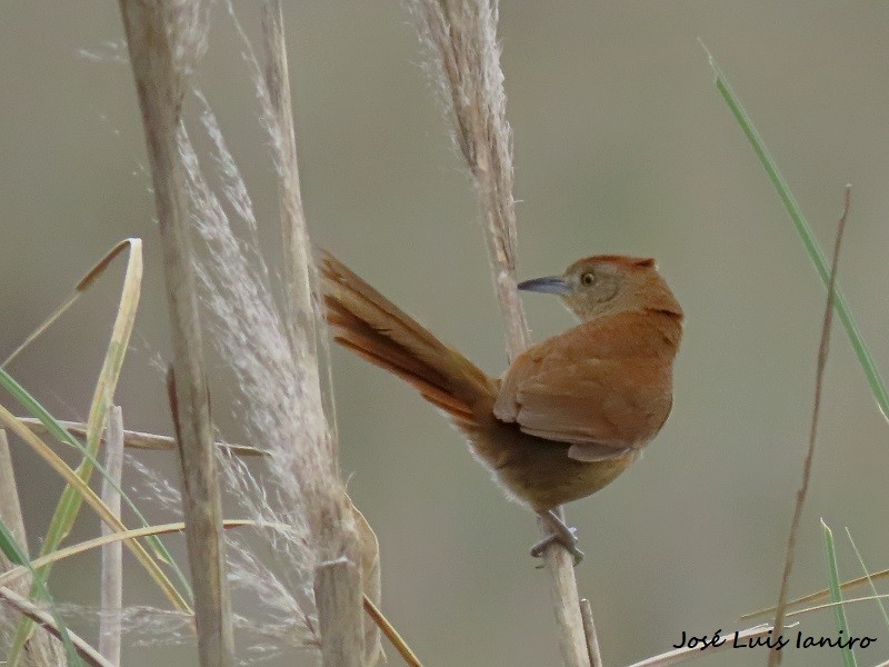 Freckle-breasted Thornbird - ML499747871