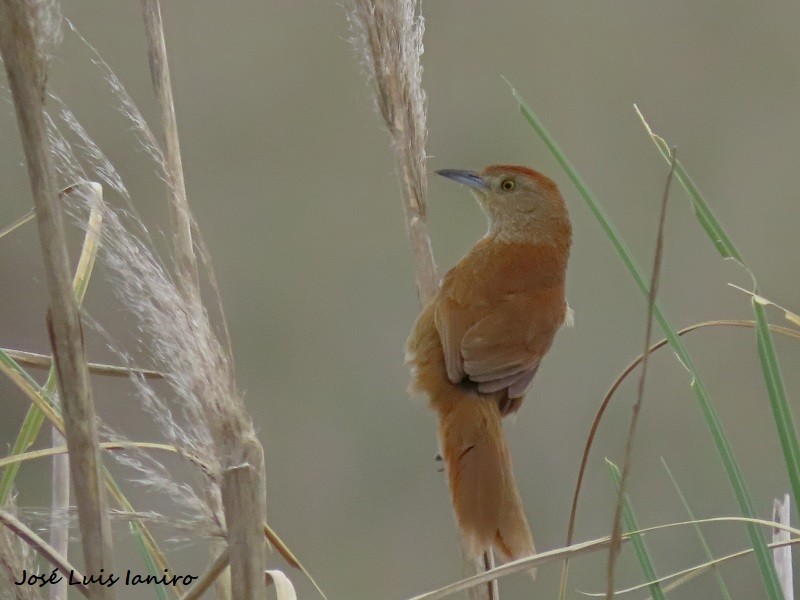 Freckle-breasted Thornbird - ML499747881