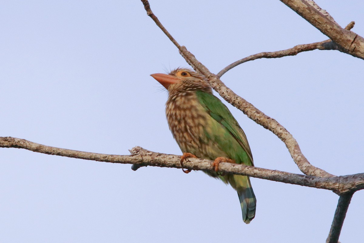 Lineated Barbet - ML499749161