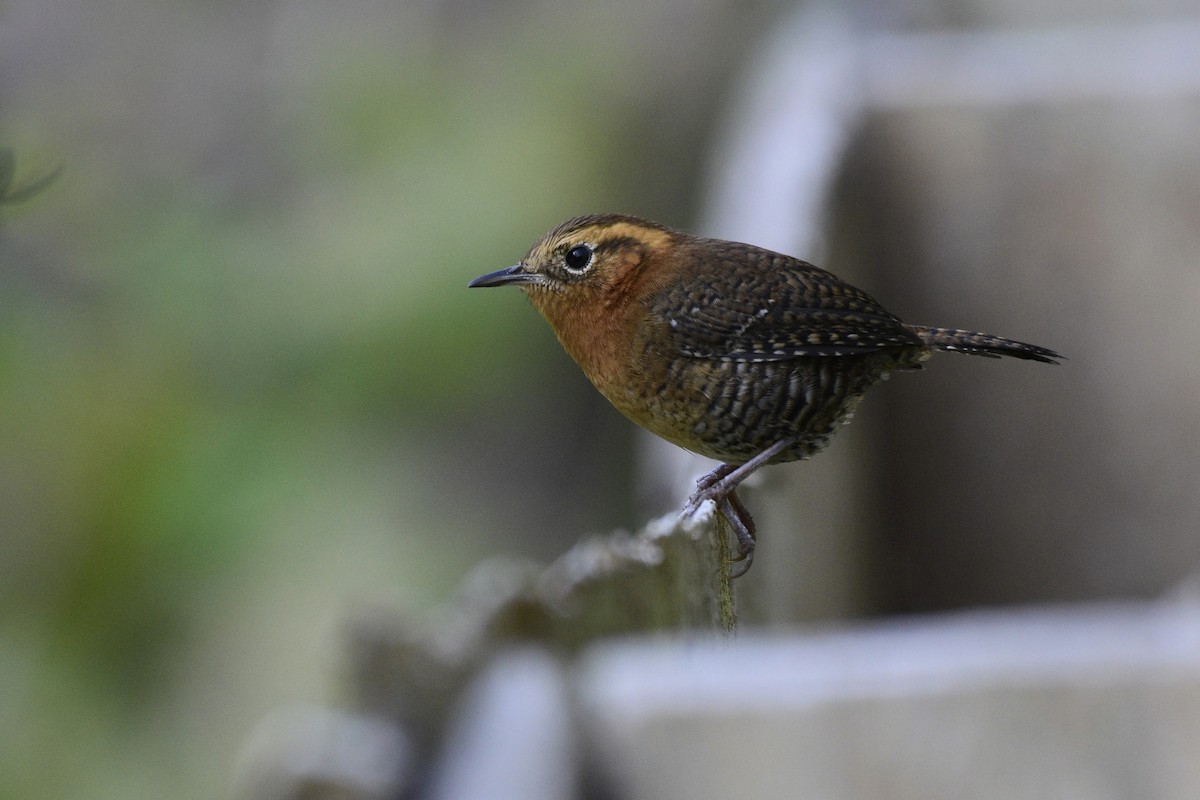 Rufous-browed Wren - David de Rivera Tønnessen