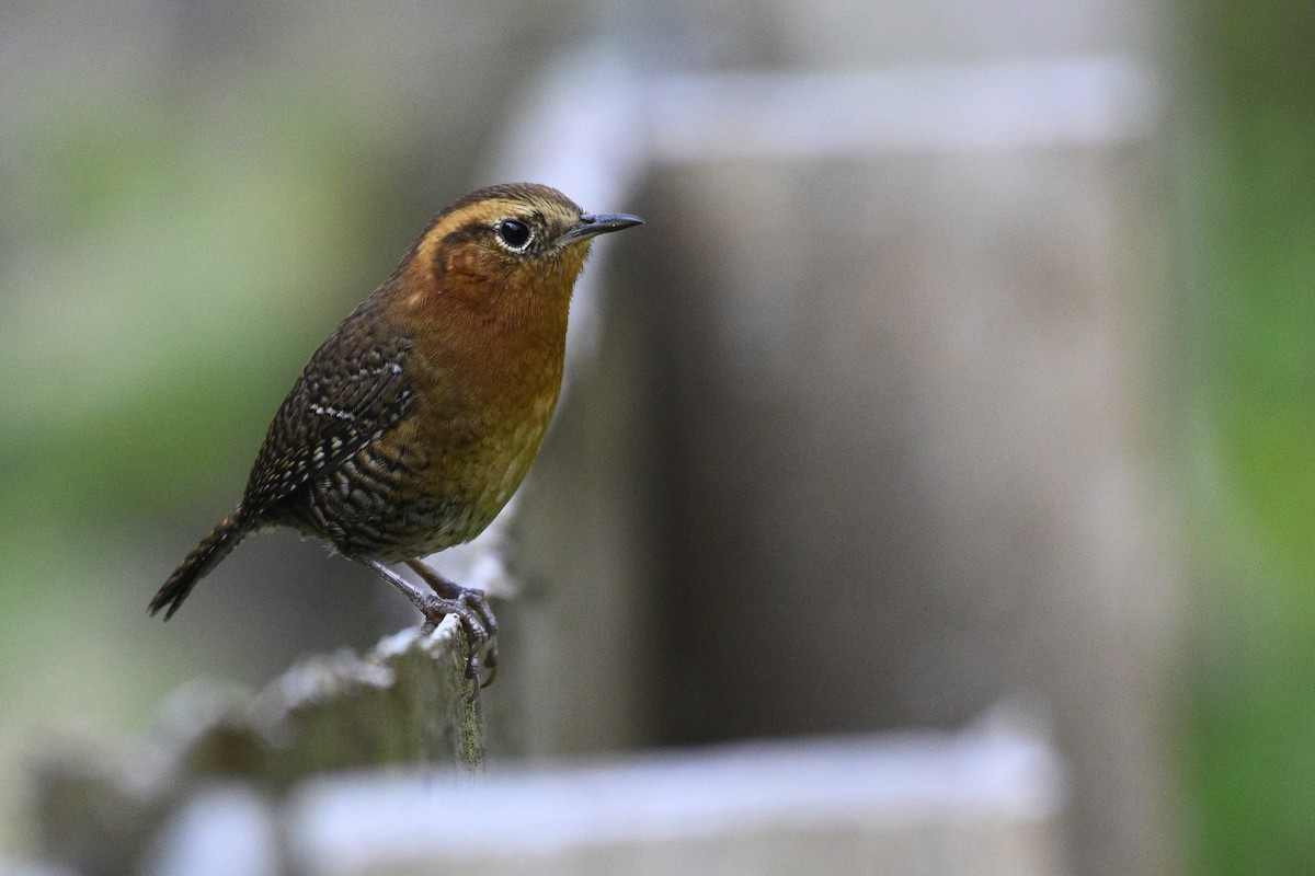 Rufous-browed Wren - David de Rivera Tønnessen