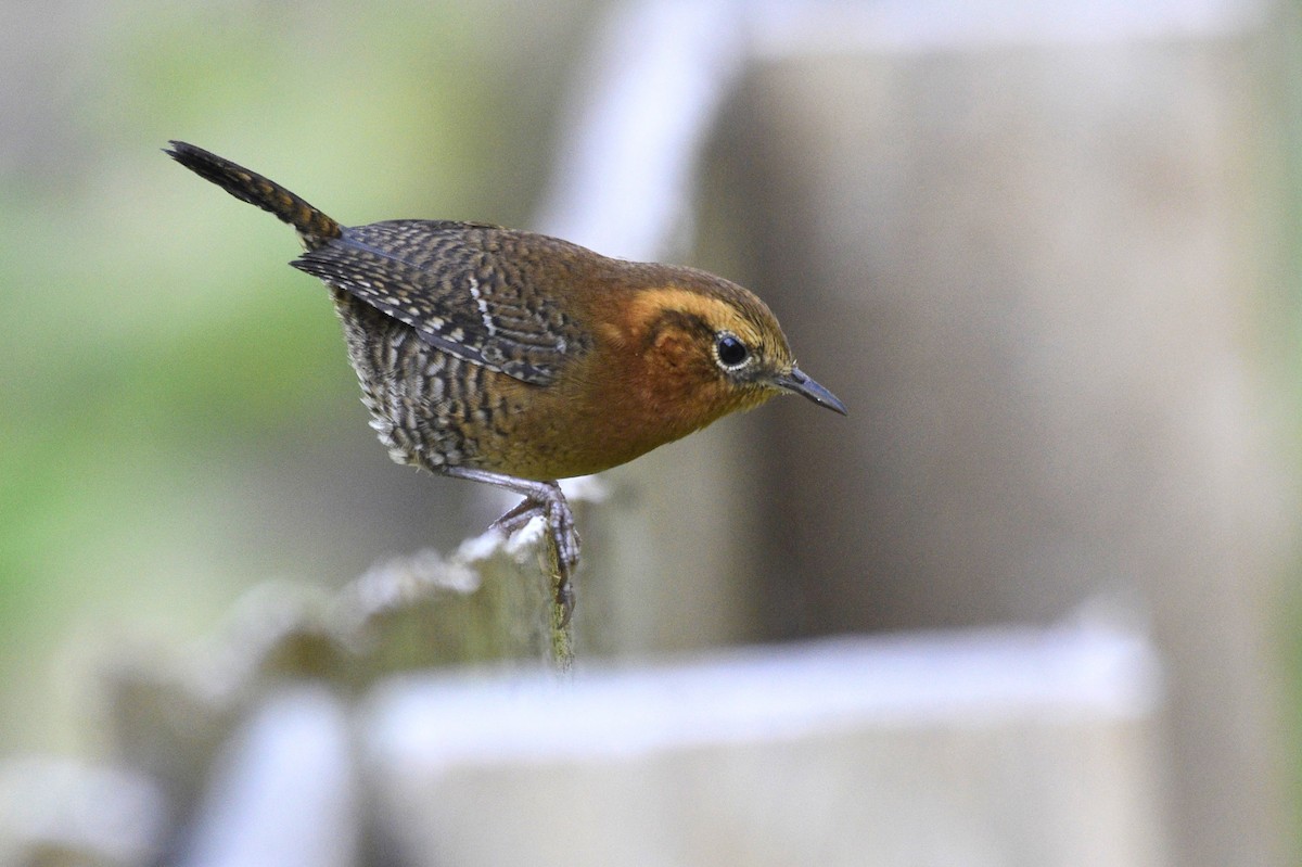 Rufous-browed Wren - David de Rivera Tønnessen