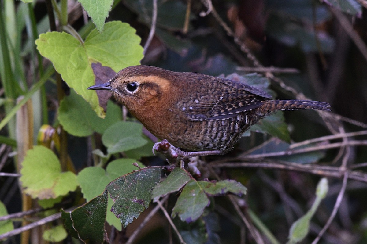 Rufous-browed Wren - ML499750371