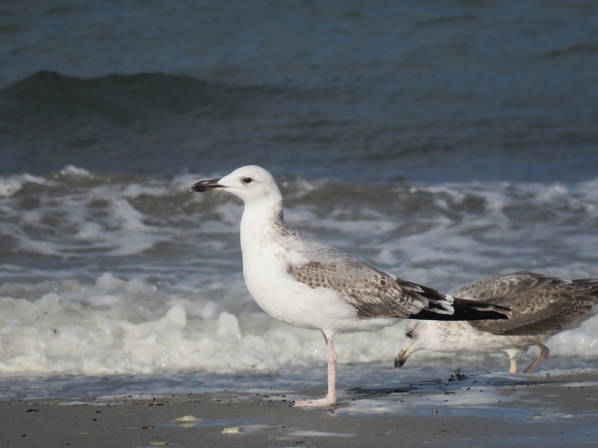 Caspian Gull - Frederik Bexter