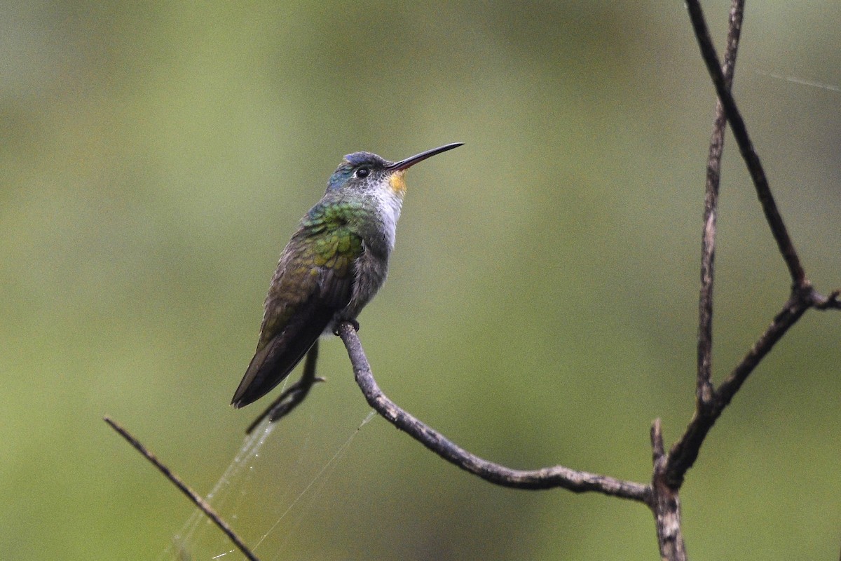 Azure-crowned Hummingbird - ML499756601