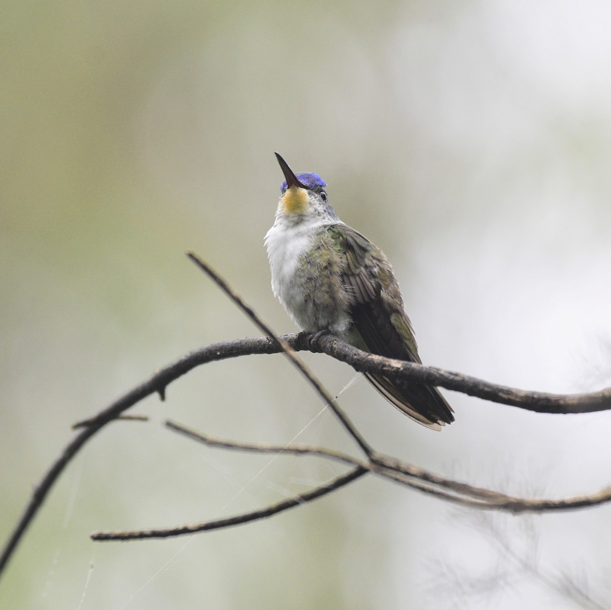 Azure-crowned Hummingbird - ML499756611
