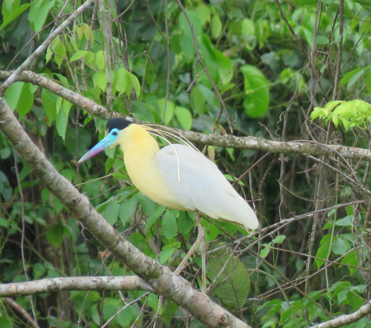 Capped Heron - ML499756851