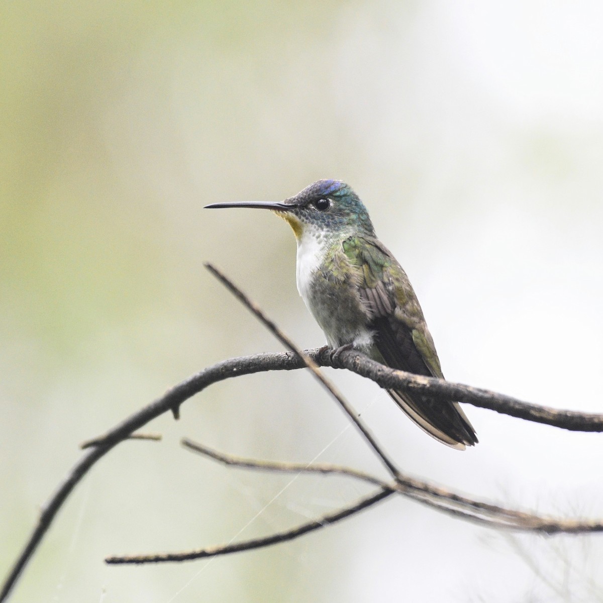Azure-crowned Hummingbird - ML499757061