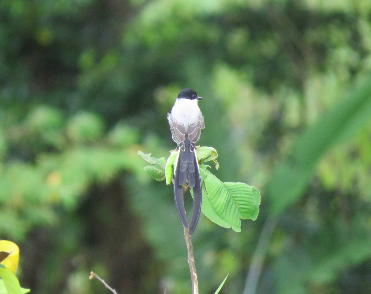 Fork-tailed Flycatcher - ML499757131