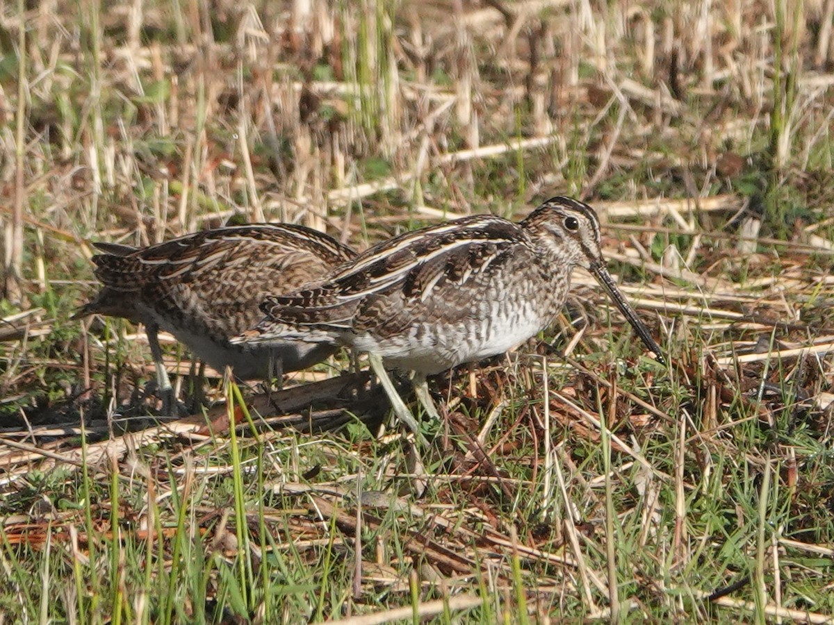 Wilson's Snipe - Barry Reed