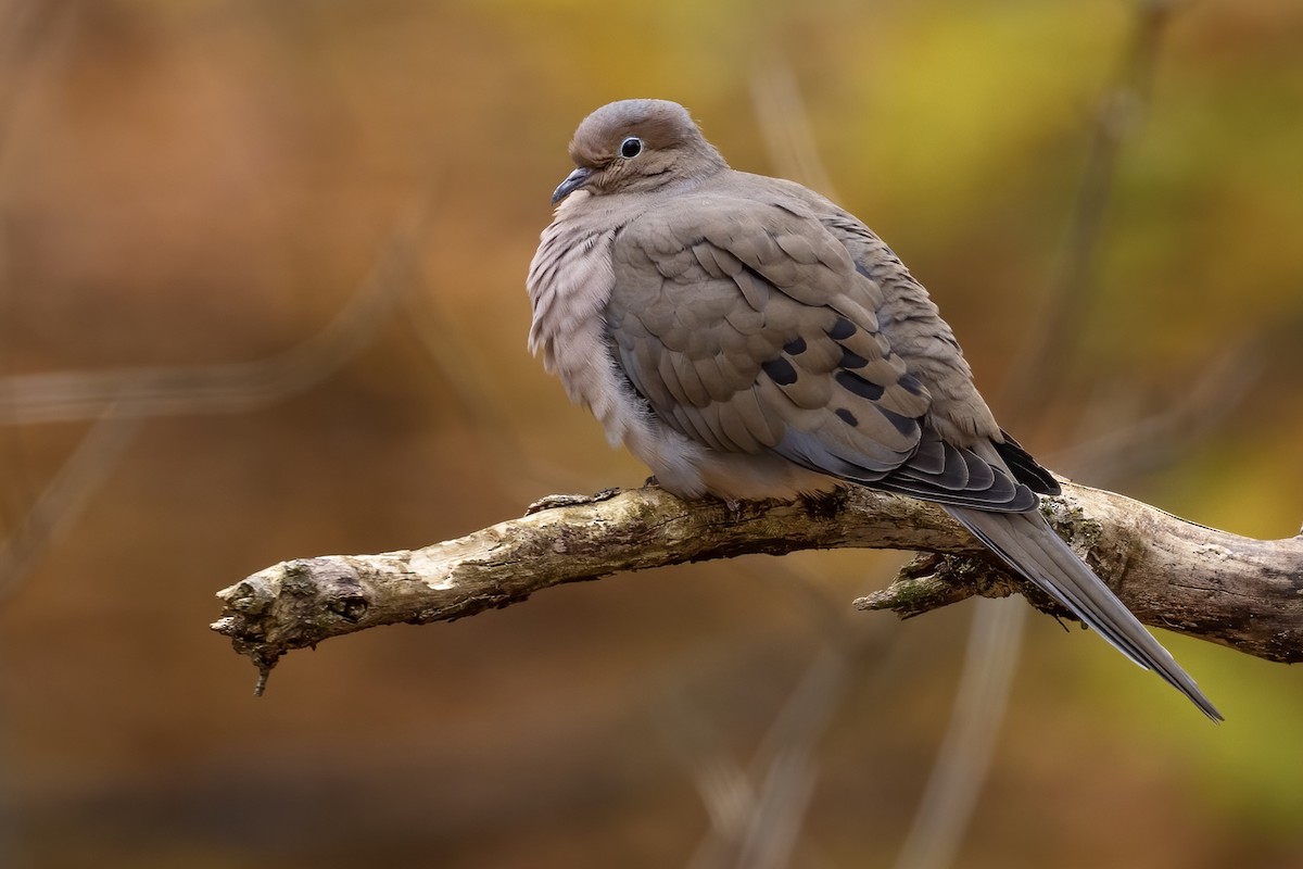 Mourning Dove - ML499757651