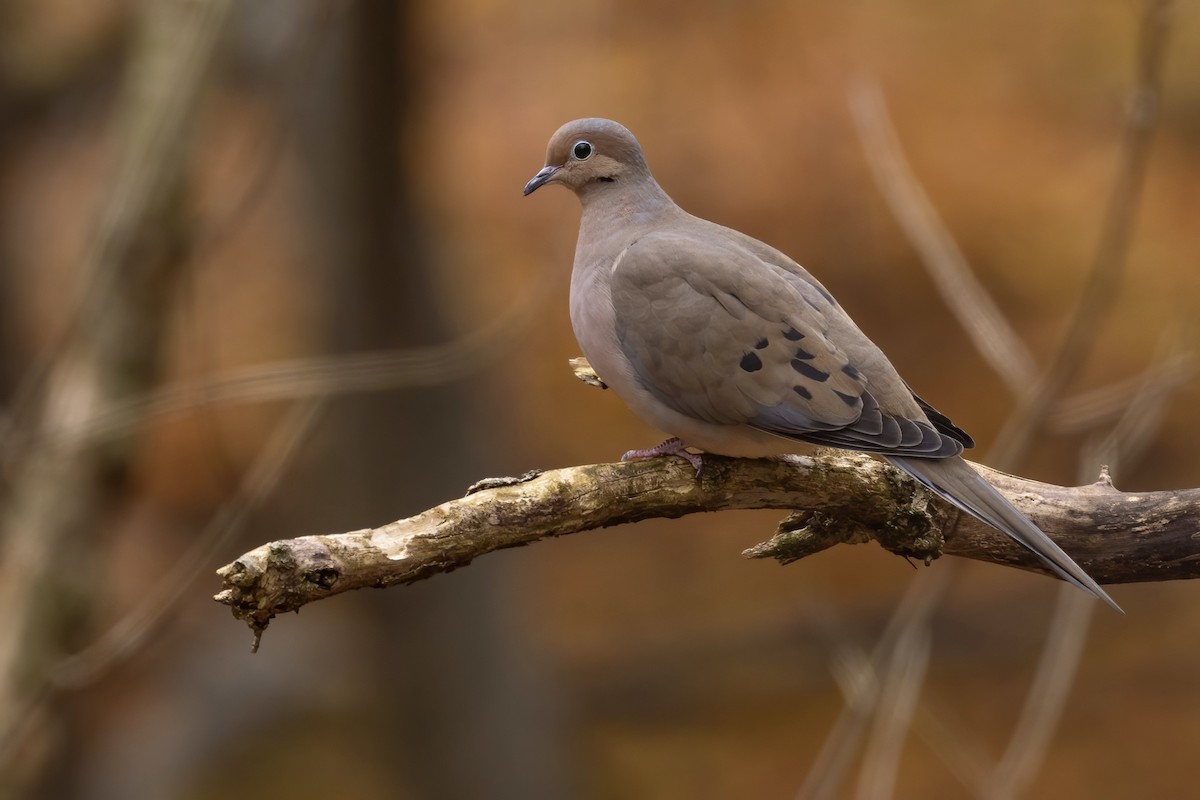 Mourning Dove - Matt Felperin