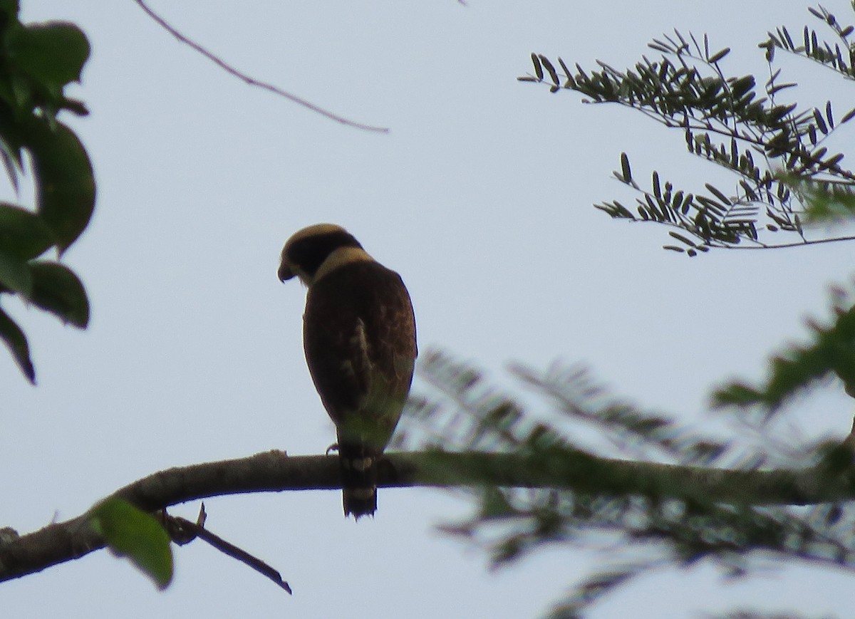 Laughing Falcon - ML499758171