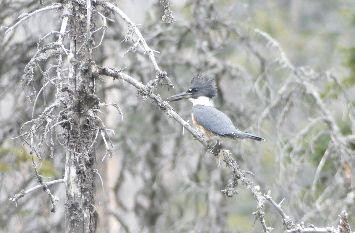 Belted Kingfisher - ML499760391