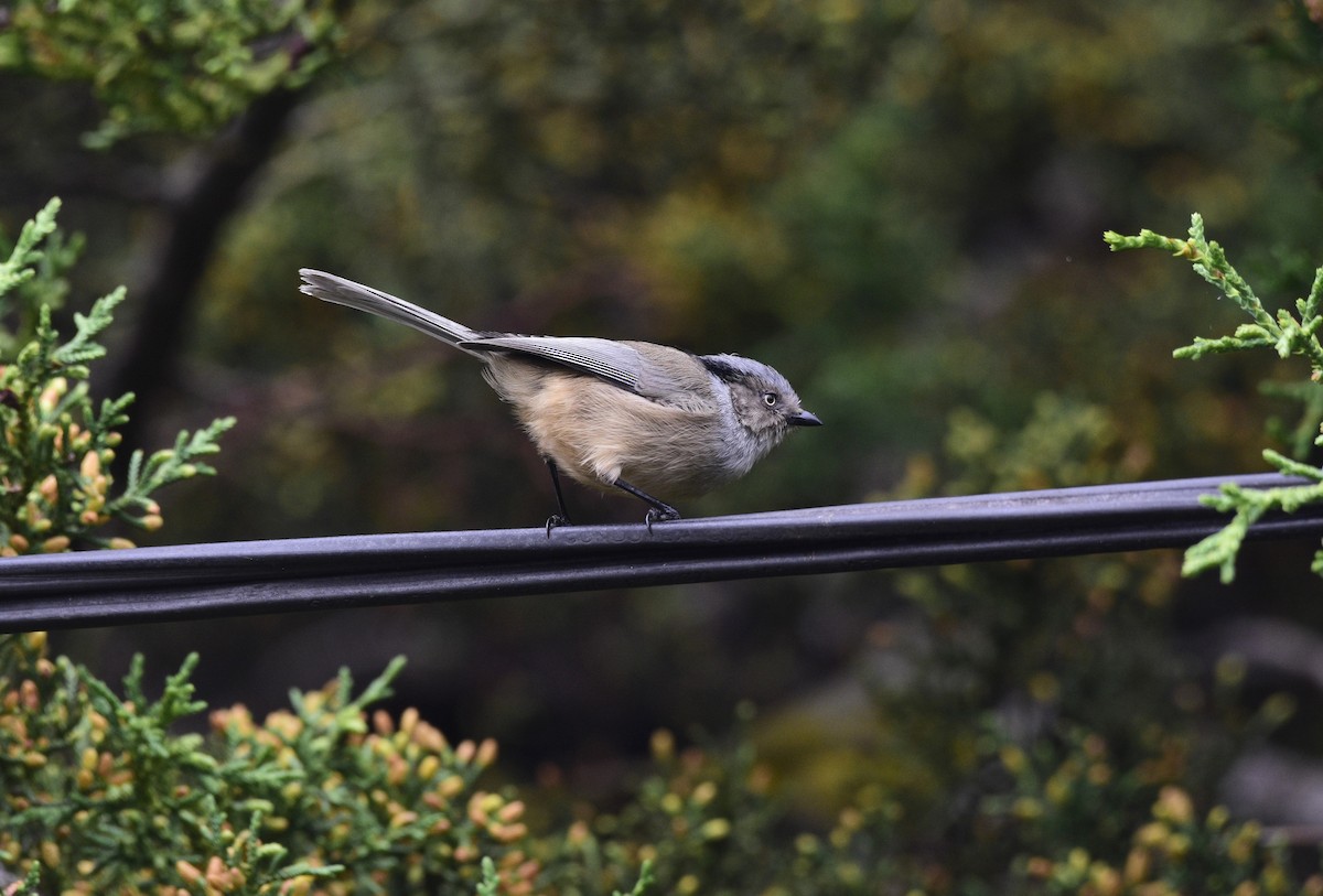 Bushtit (melanotis Group) - David de Rivera Tønnessen