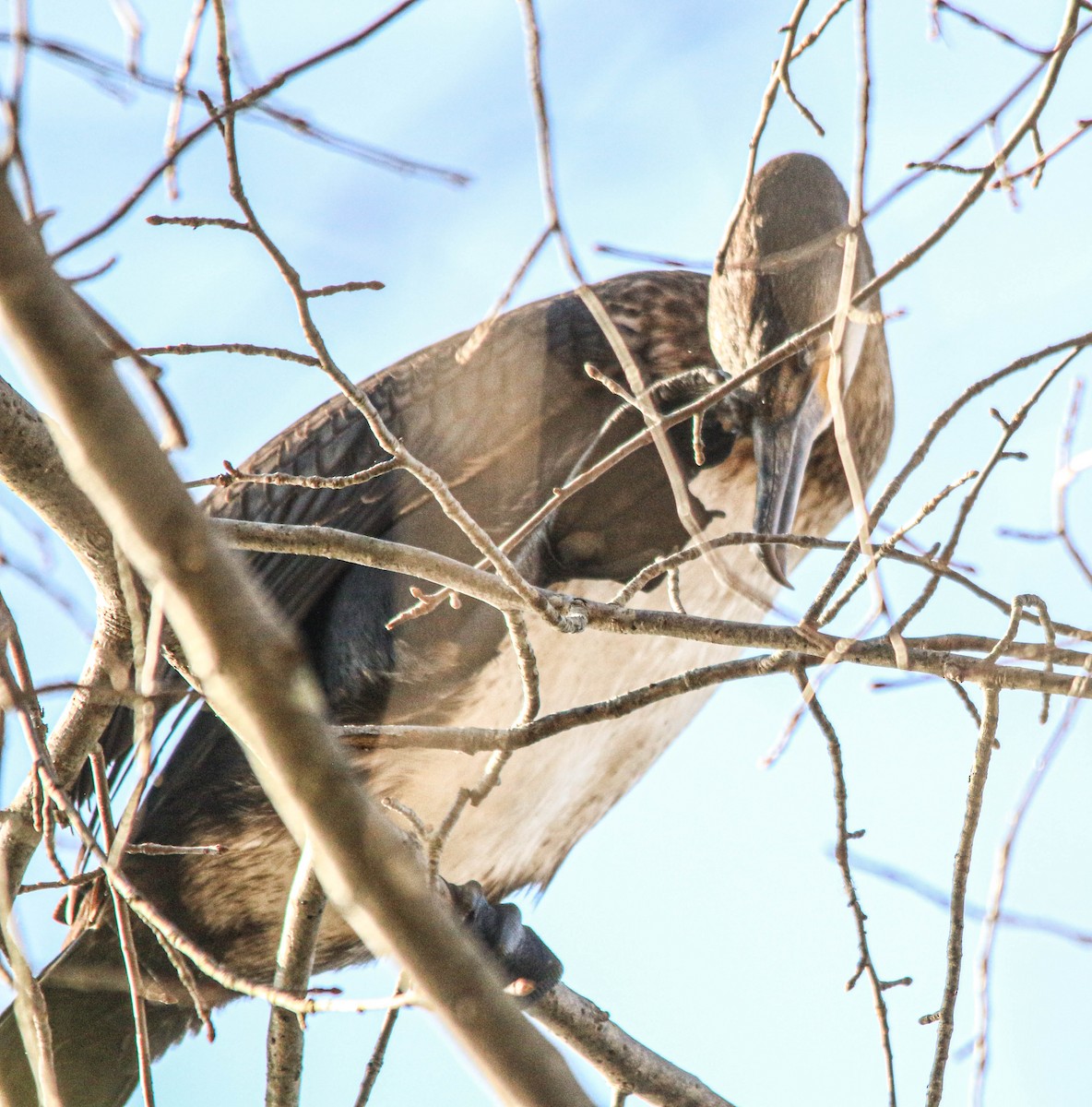 Great Cormorant - ML499762361