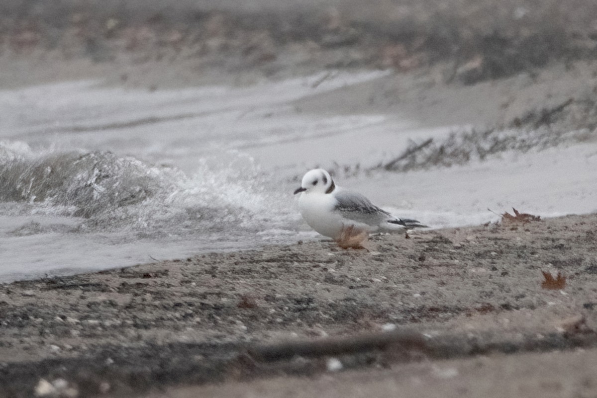 Black-legged Kittiwake - Sue Barth