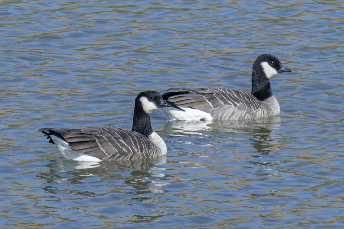 Cackling Goose - ML499763391