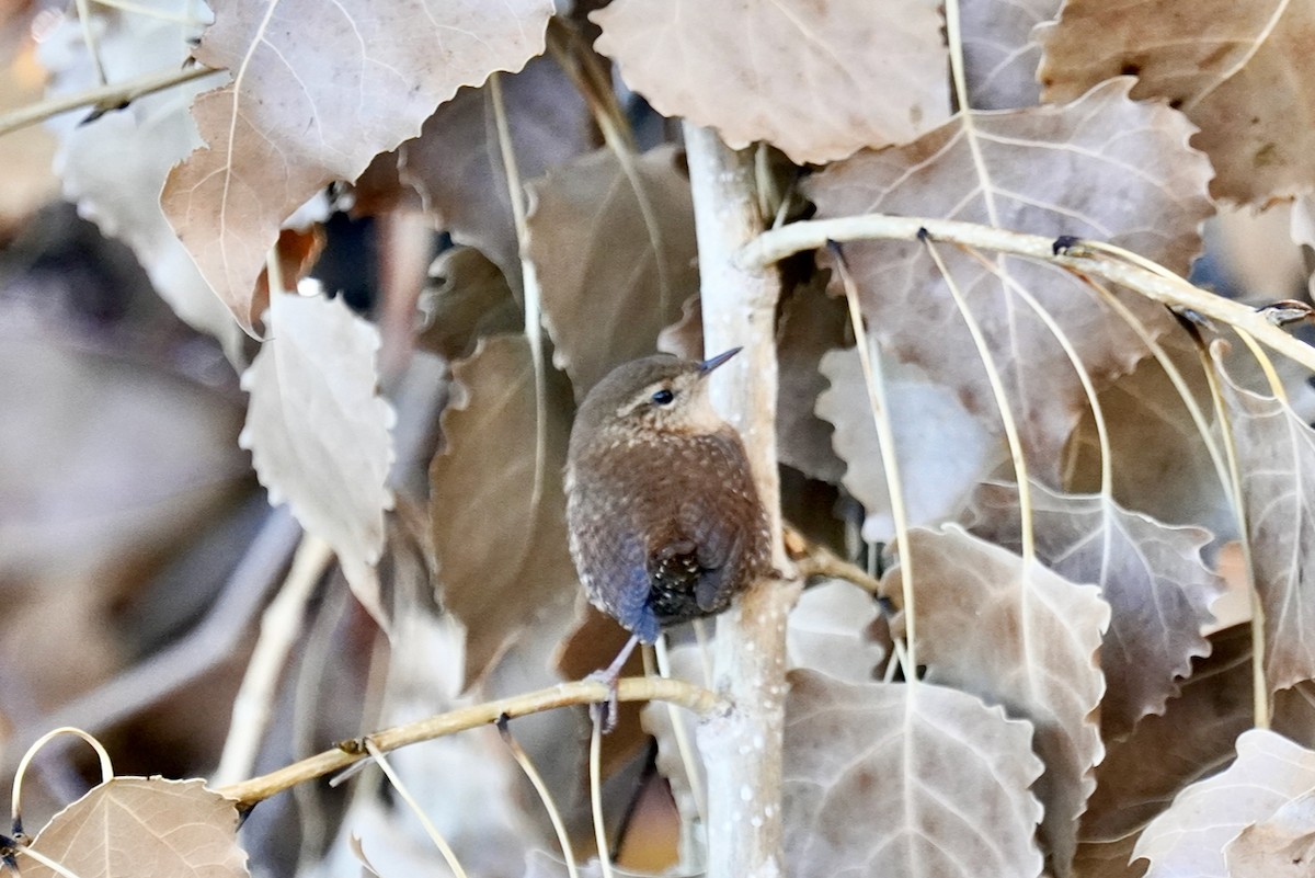 Winter Wren - ML499763551