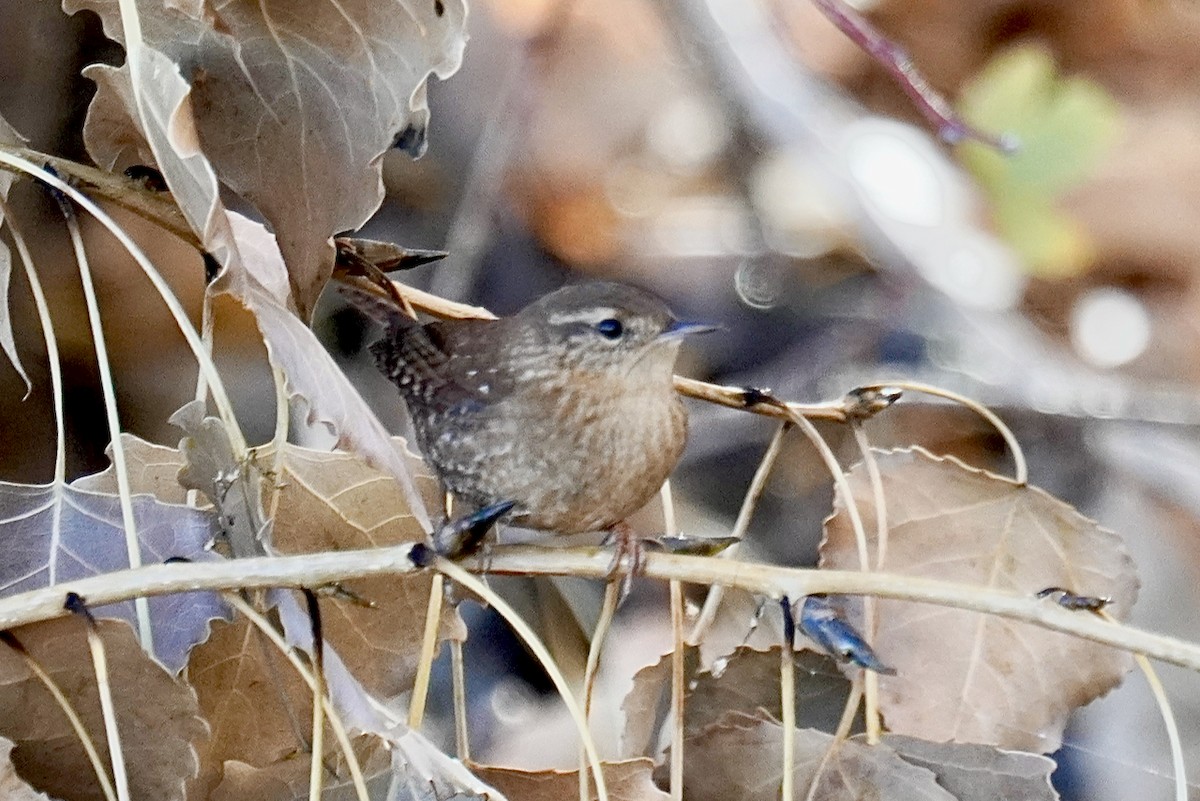 Winter Wren - ML499763561