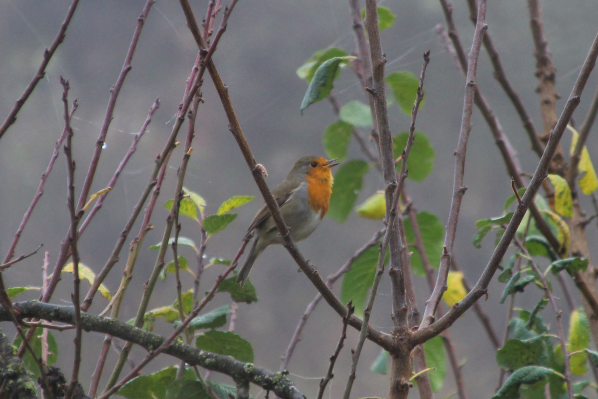 European Robin - ML499764101