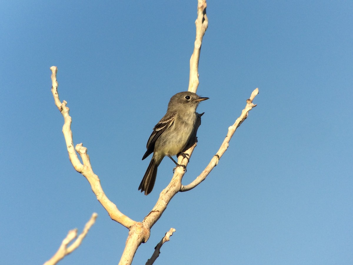 Gray Flycatcher - ML499764191
