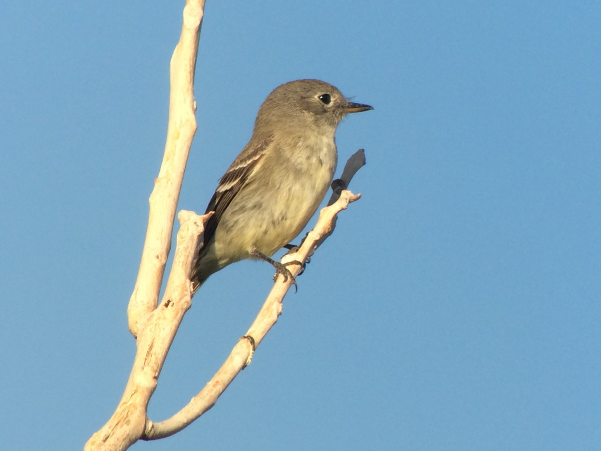 Gray Flycatcher - ML499764241