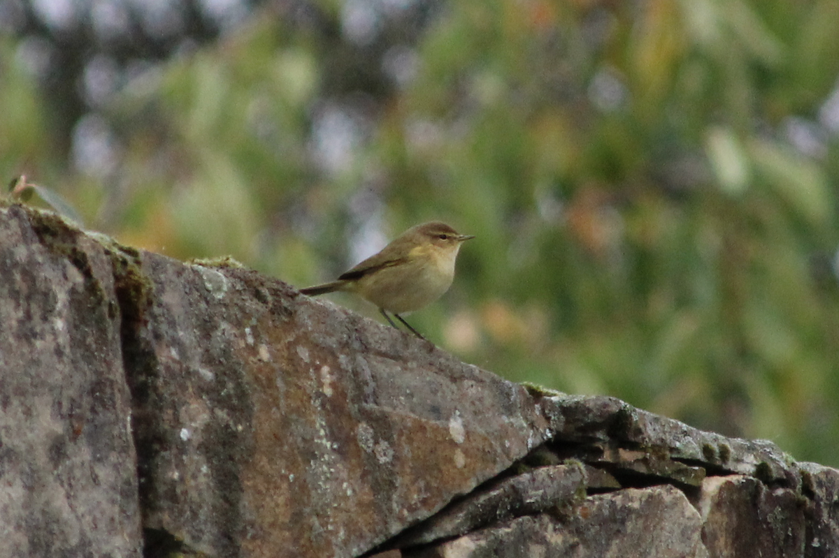 Common Chiffchaff - ML499764331