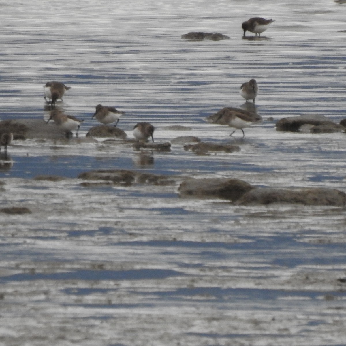 Dunlin - ML499766401