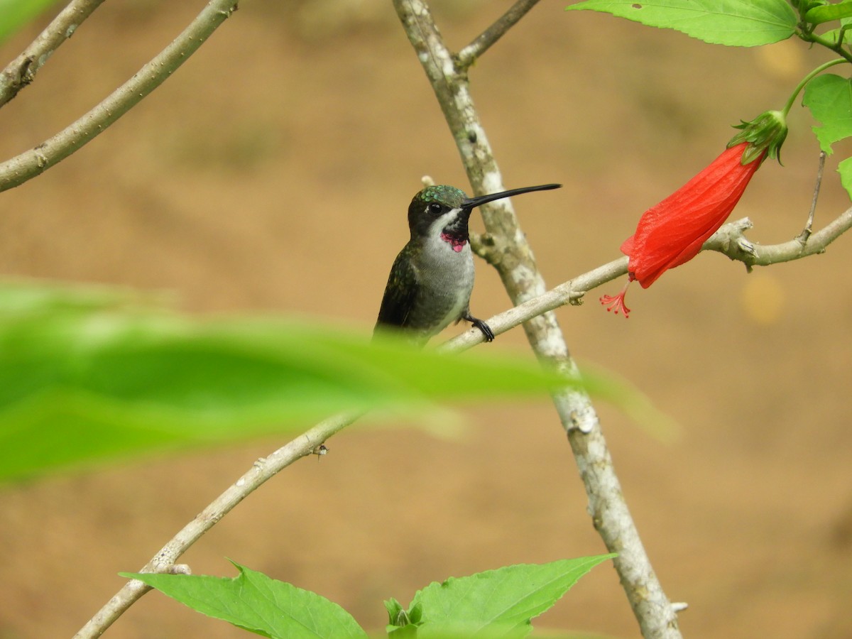 Long-billed Starthroat - ML499767231