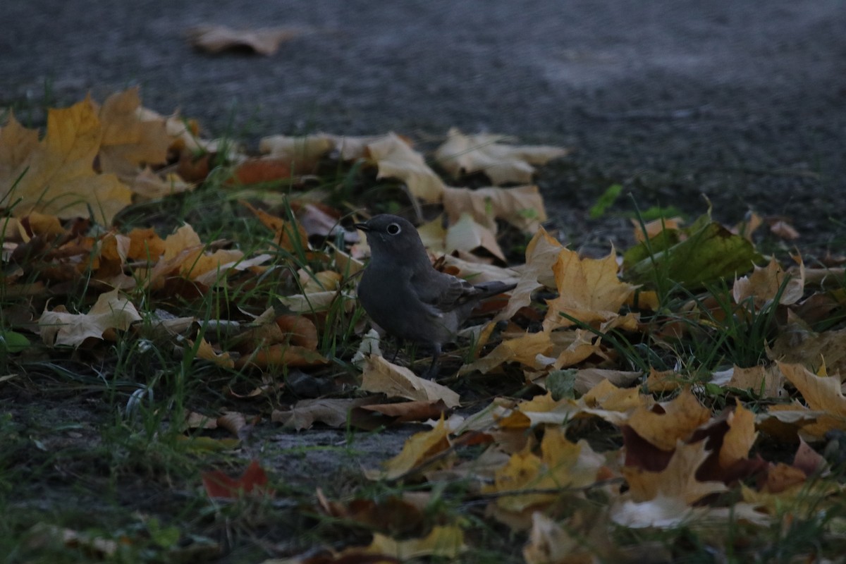 Townsend's Solitaire - ML499767641