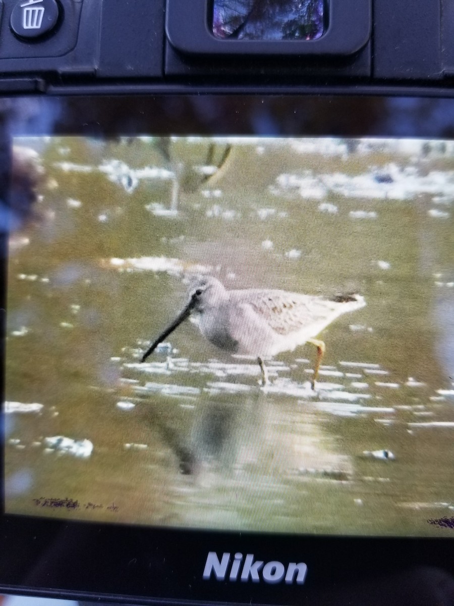 Long-billed Dowitcher - ML499767681