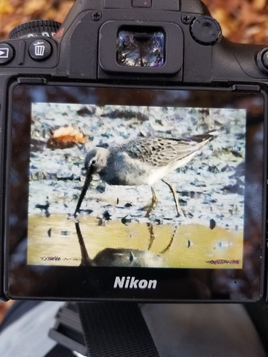 Long-billed Dowitcher - ML499767691