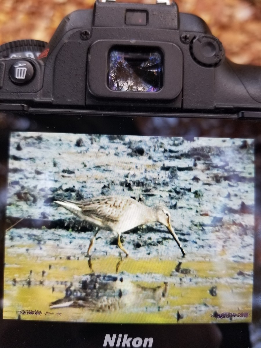 Long-billed Dowitcher - ML499767701