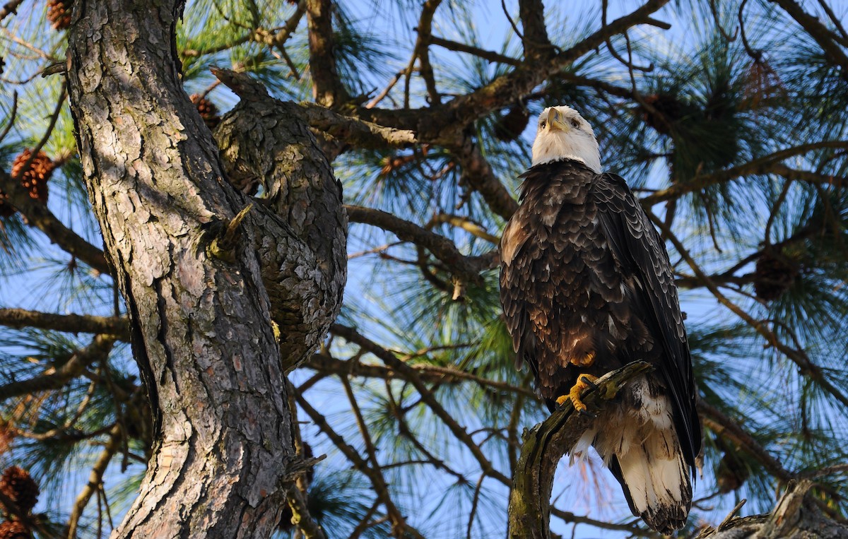 Bald Eagle - ML499770191