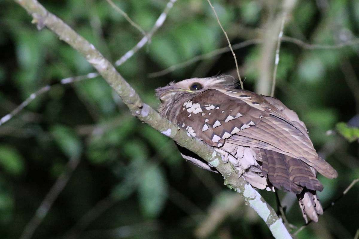 Dulit Frogmouth - Brendan Ryan