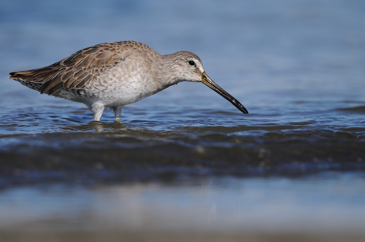 Short-billed Dowitcher - ML499770731