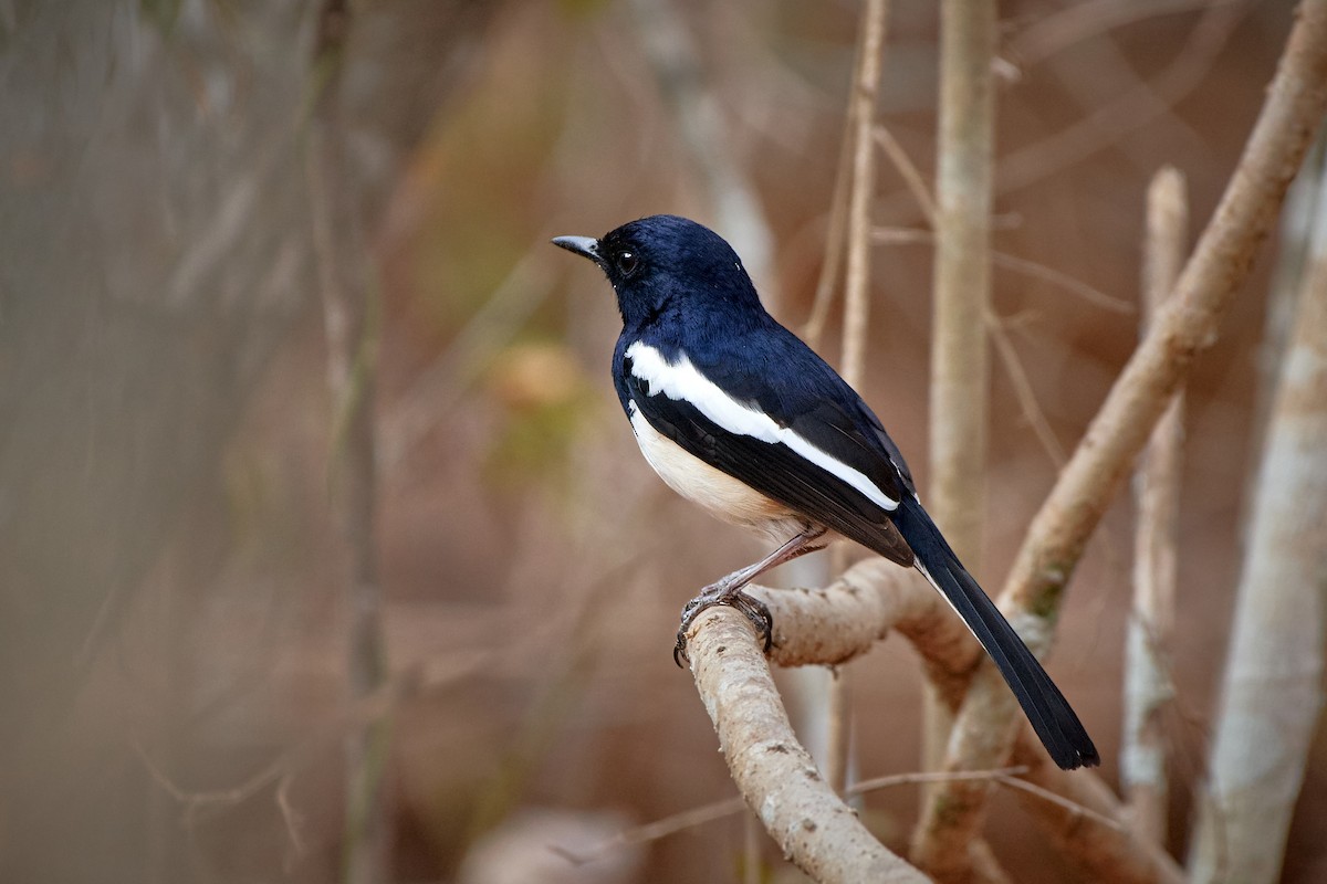 Madagascar Magpie-Robin (White-winged) - ML499770911