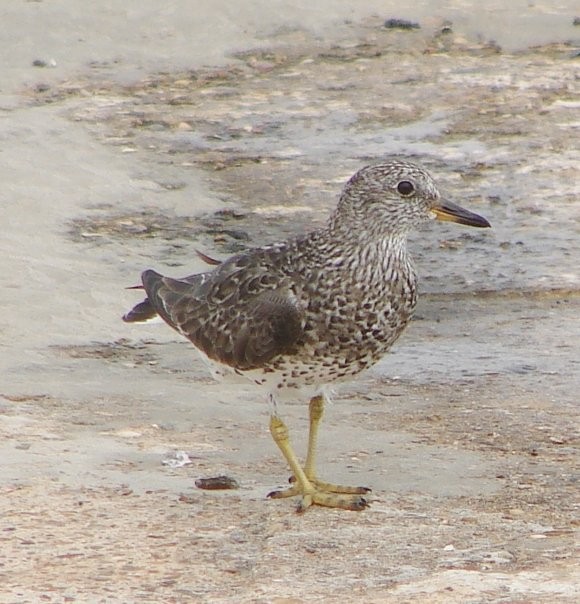 Surfbird - ML499772181