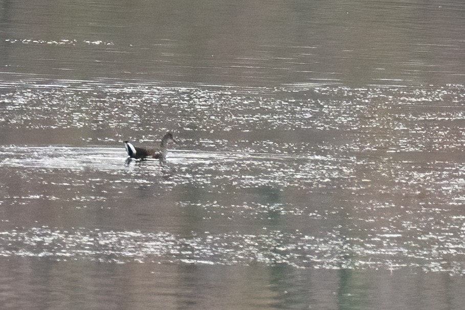 Common Gallinule - ML499773801