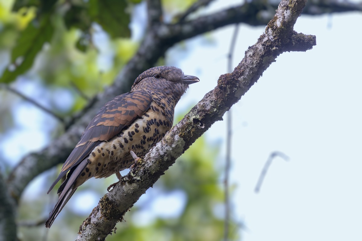 Cuckoo-roller - ML499774671