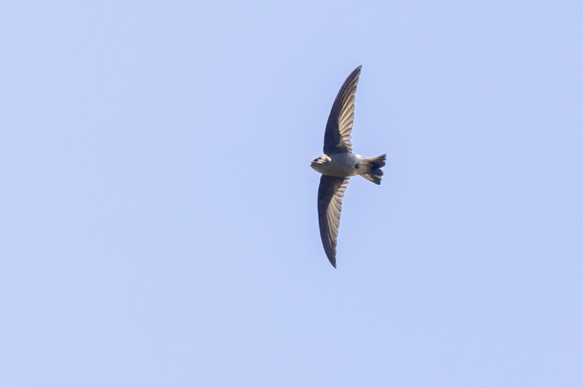 Madagascar Spinetail - ML499774831