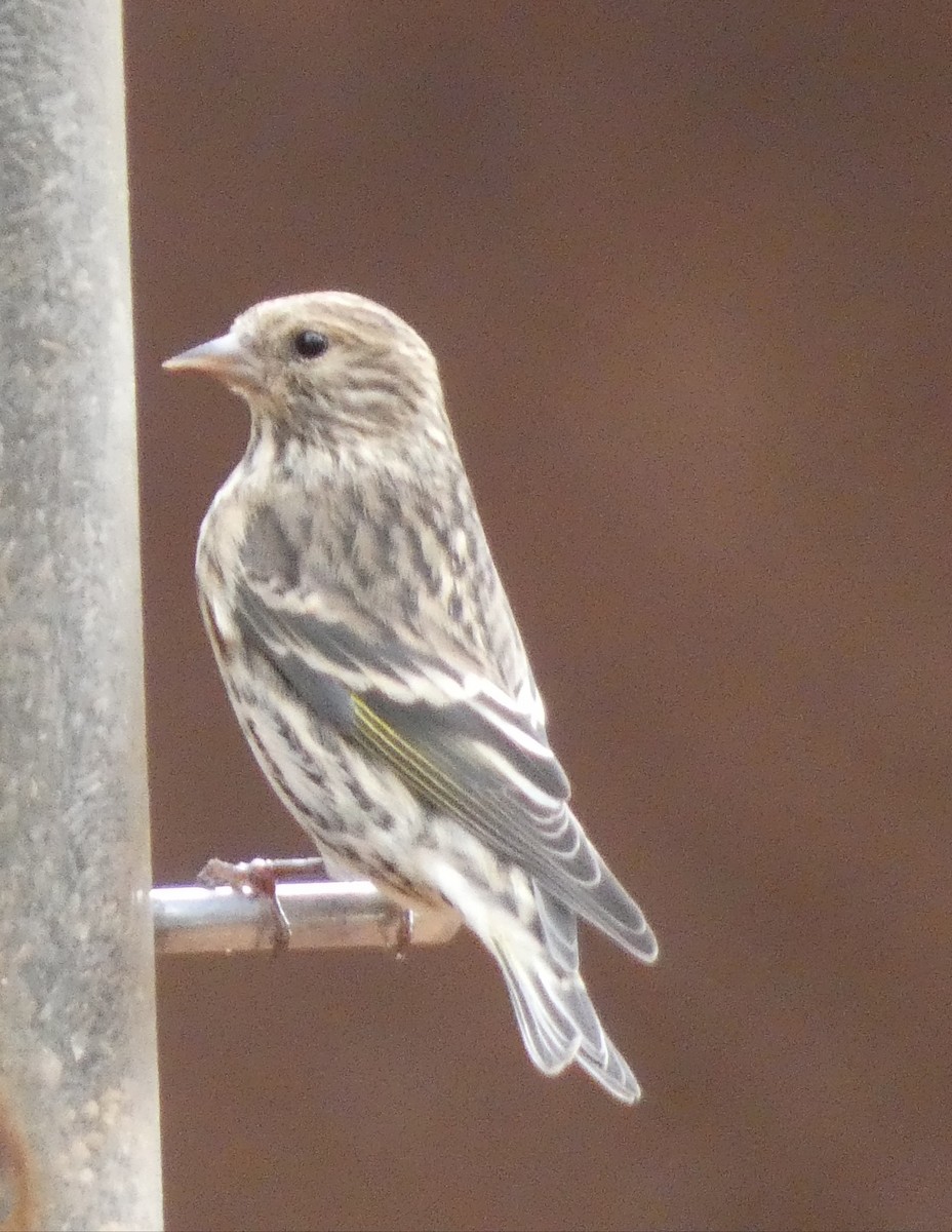 Pine Siskin - ML499775101