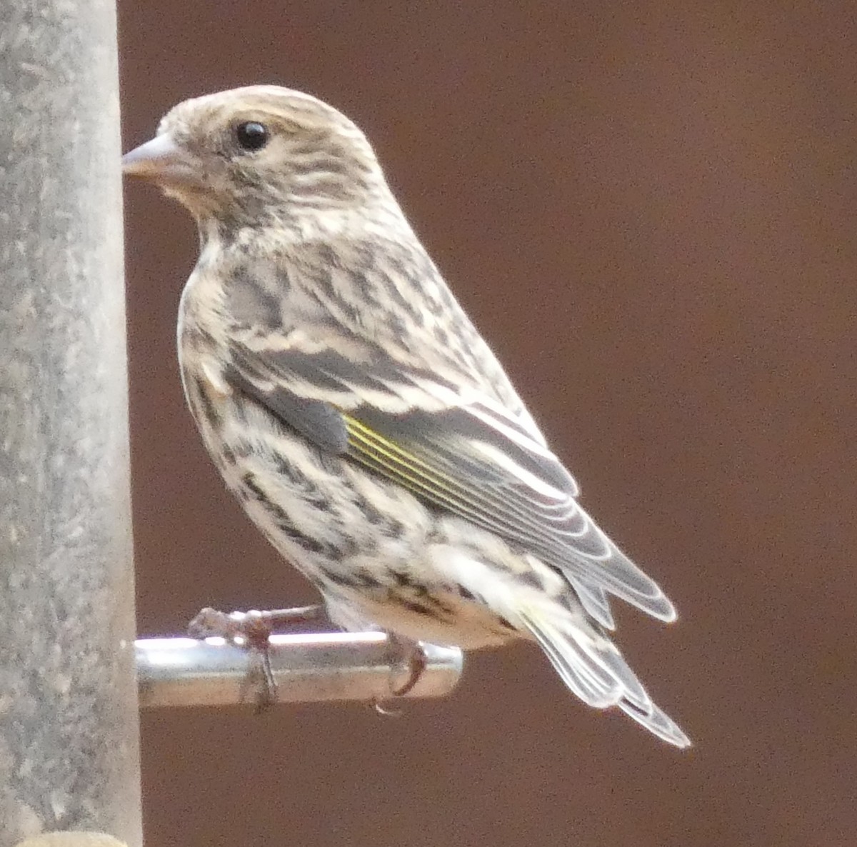Pine Siskin - ML499775151