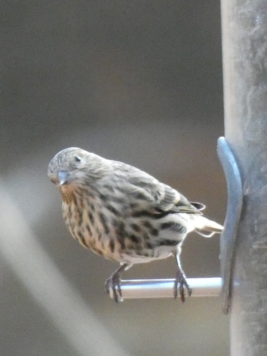 Pine Siskin - ML499775201