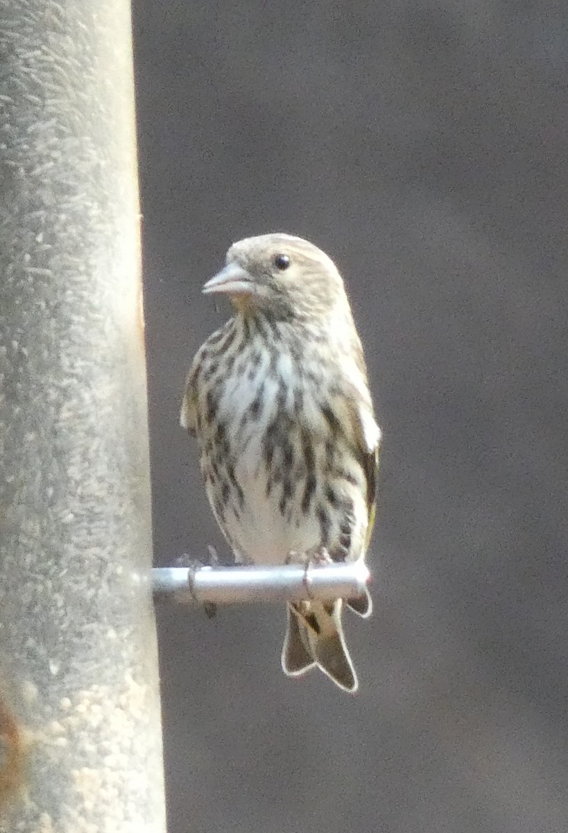 Pine Siskin - ML499775281