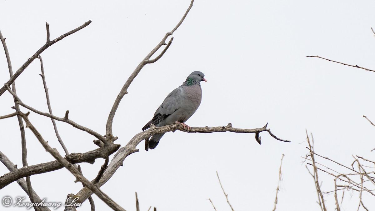 Stock Dove - Zongzhuang Liu